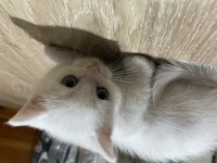 Chinchilla Yavrular