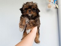 Güzeller güzeli shih tzu bebekler