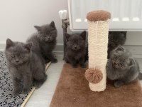 14 Mart Doğumlu Scottish Straight ve Scottish Fold