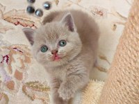 GRİ LİLAC DİŞİ ERKEK KEDİLER