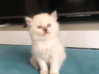 BRİTİSH LONGHAİR YAVRULARIMIZ