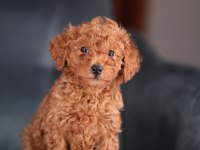 MİNİCİK TOY POODLE BEBEKLER