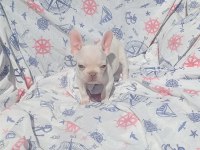 Ankara French Bulldog