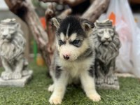 Husky kızıl ve siyah