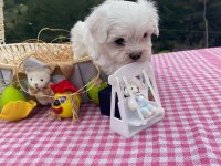A şecereli kore babadan mükemmel yavru köpekler