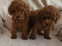 RED BROWN KORE TOY POODLE DİŞİ