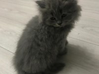 British Longhair yavruş sahiplendirme
