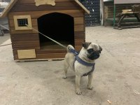 2 yaşında dönemi yakın pug