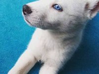 A kalite Mavi Gözlü Beyaz Husky Sibirya Kurdu Orjinal