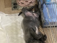 2 AYLIK CANE CORSO BLUE İÇ DIŞ PARAZİT YAPILI