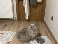 Kısırlaşmış British longhair İstanbul