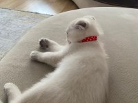 SATILIK YAVRU SCOTTİSH BLUE POİNT ERKEK KEDİMİZ