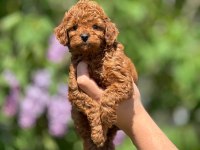 Toy poodle bebeklerim