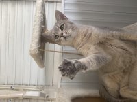 Yakışıklı erkek çocuğumuz kedimize aile arıyorum