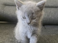 Antalya British Shorthair 2 Aylık