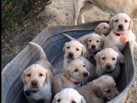 Burkemden A Kan Labrador Yavruları