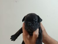 Rezerveye açık french bulldog yavrular