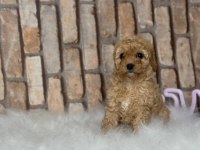 A kalite toy poodle yavrular