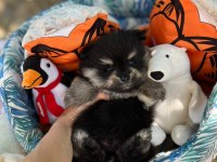 Harika Yavru Pomeranian Boo