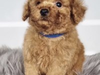 Toy Poodle Eğitimli Köpeğimiz
