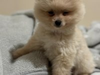 Pomeranian Boo