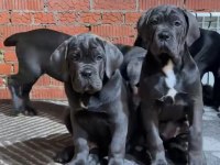 Cane Corso Bebekler Sağlık Ve Irk Garantili Teslim