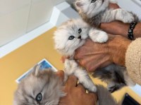 En güzel british shorthair yavrular renk renk ankara