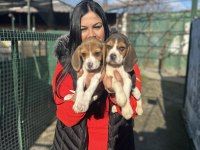 Elizabet beagle yavrularım