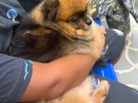 3 yaşında karamel pomeranian