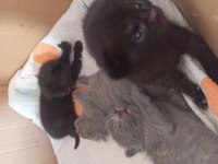 Scottish Fold Ve British Shorthair Yavrular