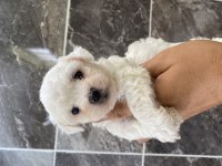 Orjinal kar beyaz bichon frise yavrular