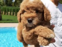 TEA CUP MALTİPOO YAVRULARİ SİZLERİ BEKLİYOR 