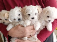 Antalyadan 0 Numara Safkan Maltese Terrier Yavruları
