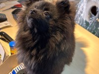 Yavru Dişi Pomeranian 6,5 Aylık