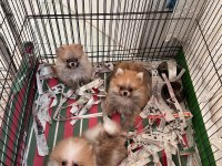 Sağlıklı anne baba garantili dünyalar güzeli pomeranian