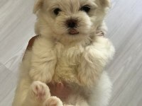 Maltese 2 aylık erkek yavrum