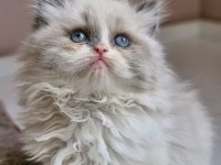 2 aylık Erkek British Longhair Ragdoll