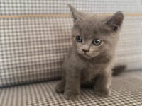 British shorthair orjinal