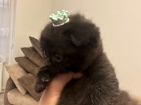 Siyah güzel scottish fold yavrumuz görüşülür