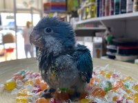 Monk El Besleme Son Yavrular