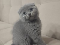 Griler erkek beyazlar dişi kediler