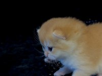 NY12 GOLDEN BRİTİSH SAFKAN ANNE BABA SCR KAYITLI