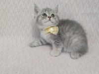 British shorthair sağlıklı güzel bakılmış yavrular