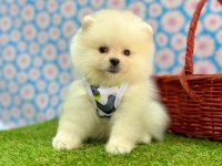 Sevimli Pomeranian Boo Yavrularımız