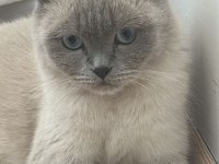 Scottish fold kedimizi sahiplendirmek istiyoruz