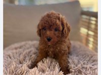 Dişi ve erkek toy poodle yavru