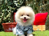 Safkan pomeranian bebekler