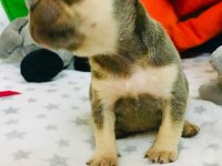 Anatomi harikası lilac tan french bulldog bebeklerimiz