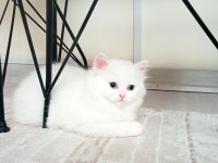 EN GÜZEL BRİTİSH LONGHAİR BENİM