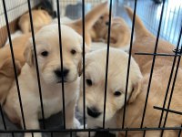 Orjinal Irk Baby Face Golden Retriever Yavruları